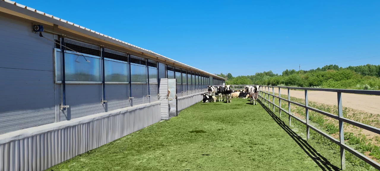 Приоткрытые поликарбонатные шторы на фоне коров